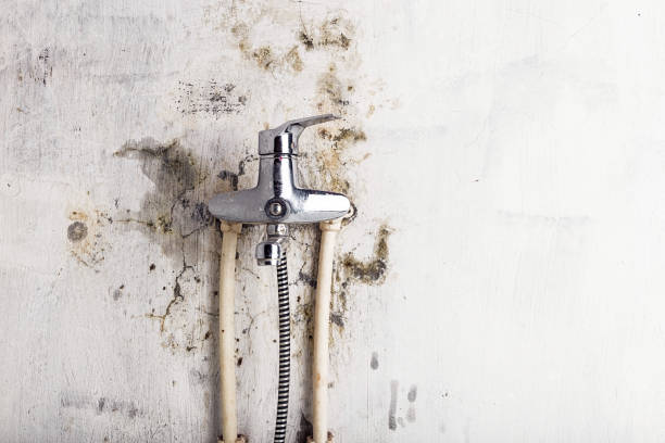 Best Commercial Mold Removal  in Hutchison, VA