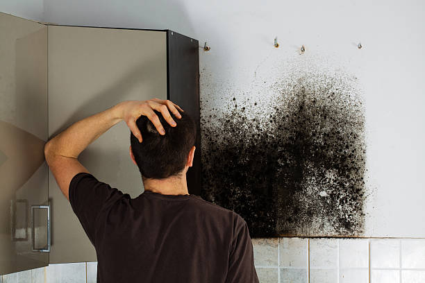 Best Toxic Mold Removal  in Hutchison, VA