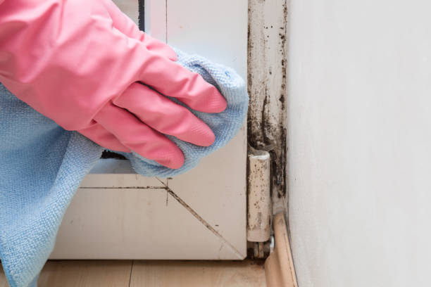 Certified Mold Removal in Hutchison, VA
