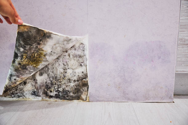 Best Emergency Mold Removal  in Hutchison, VA